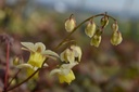 Epimedium versicolor (x) 'Sulphureum' - La Pépinière d'Agnens