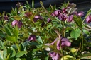 Helleborus orientalis 'Pink Spotted double' - La Pépinière d'Agnens