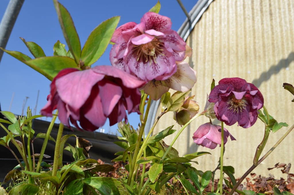 Helleborus orientalis 'Pink Spotted double' - La Pépinière d'Agnens