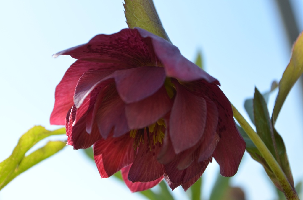 Helleborus orientalis 'Pink Spotted double' - La Pépinière d'Agnens