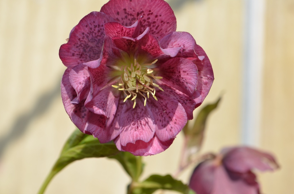 Helleborus orientalis 'Pink Spotted double' - La Pépinière d'Agnens