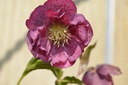 Helleborus orientalis 'Pink Spotted double' - La Pépinière d'Agnens