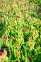 Delosperma cooperi- La pépinière d'Agnens