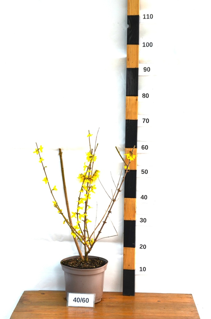Forsythia intermedia 'Week-end' - La Pépinière d'Agnens