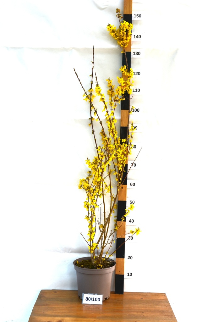 Forsythia intermedia 'Week-end' - La Pépinière d'Agnens