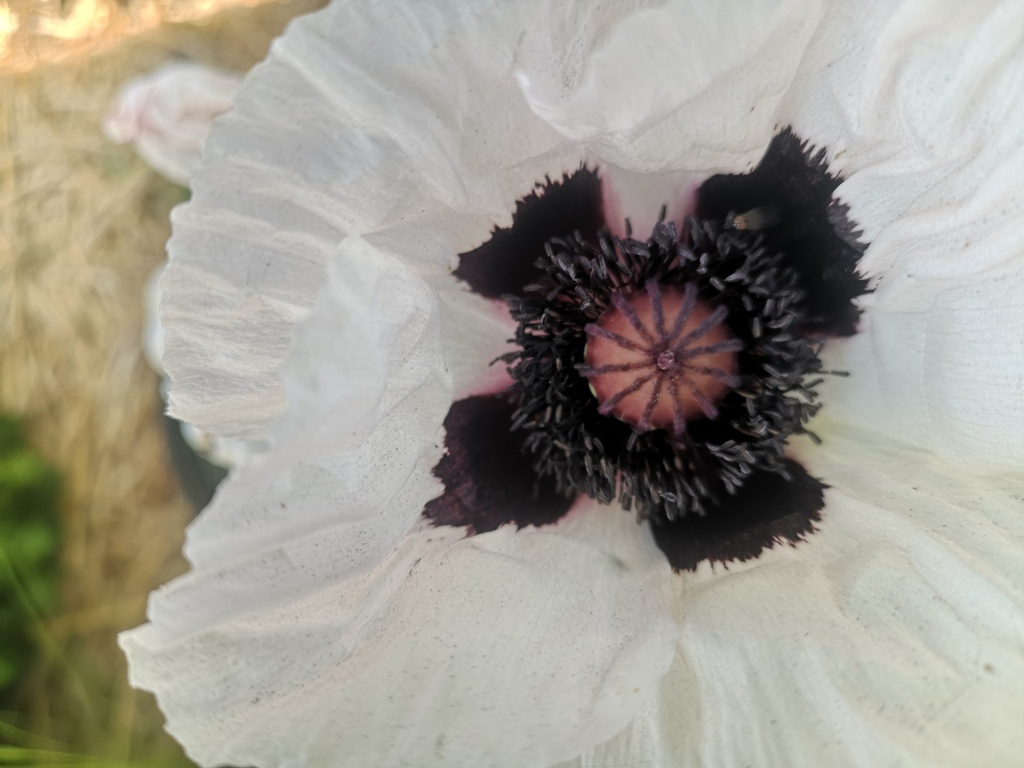 Papaver orientale 'Royal Wedding' - La pépinière d'Agnens