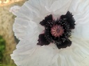Papaver orientale 'Royal Wedding' - La pépinière d'Agnens