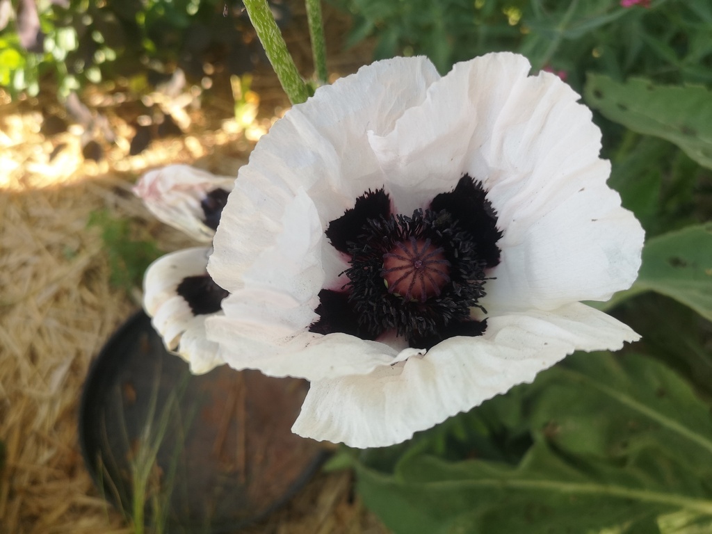 Papaver orientale 'Royal Wedding' - La pépinière d'Agnens