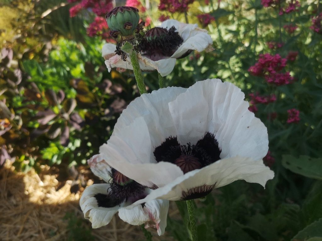 Papaver orientale 'Royal Wedding' - La pépinière d'Agnens