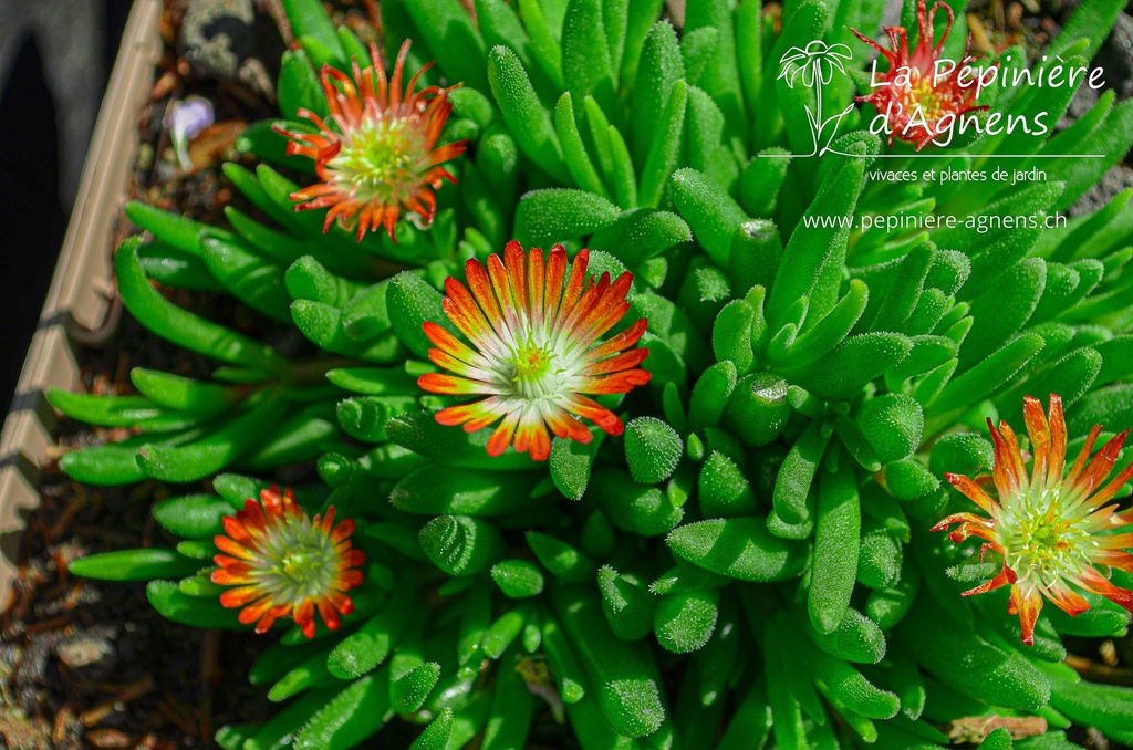 Delosperma hybride 'Luckhoffii'- La pépinière d'Agnens