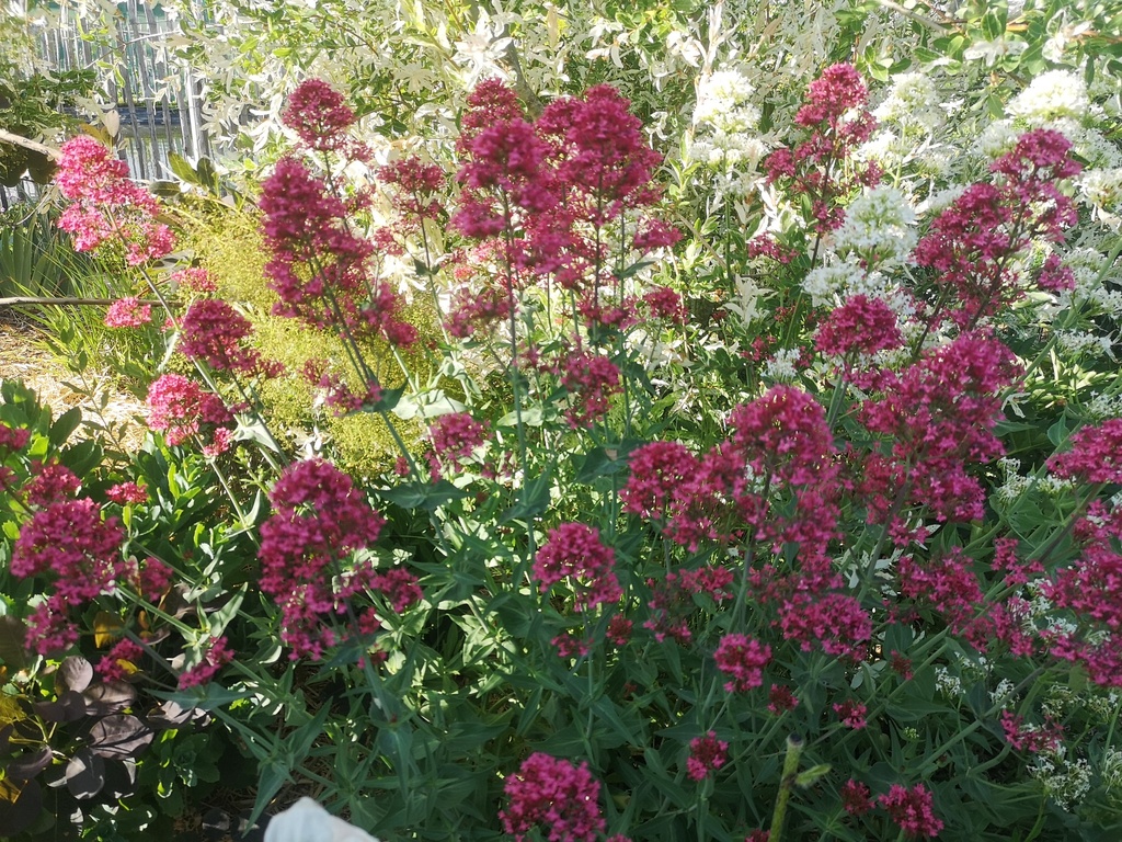 Centranthus ruber 'Coccineus' - La pépinière d'Agnens
