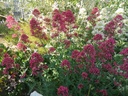 Centranthus ruber 'Coccineus' - La pépinière d'Agnens