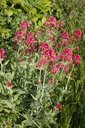 Centranthus ruber 'Coccineus' - La pépinière d'Agnens