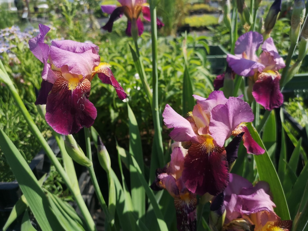 Iris germanica 'Wine and Roses' - La pépinière d'Agnens