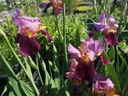 Iris germanica 'Wine and Roses' - La pépinière d'Agnens