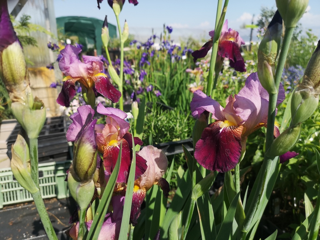 Iris germanica 'Wine and Roses' - La pépinière d'Agnens