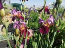 Iris germanica 'Wine and Roses' - La pépinière d'Agnens