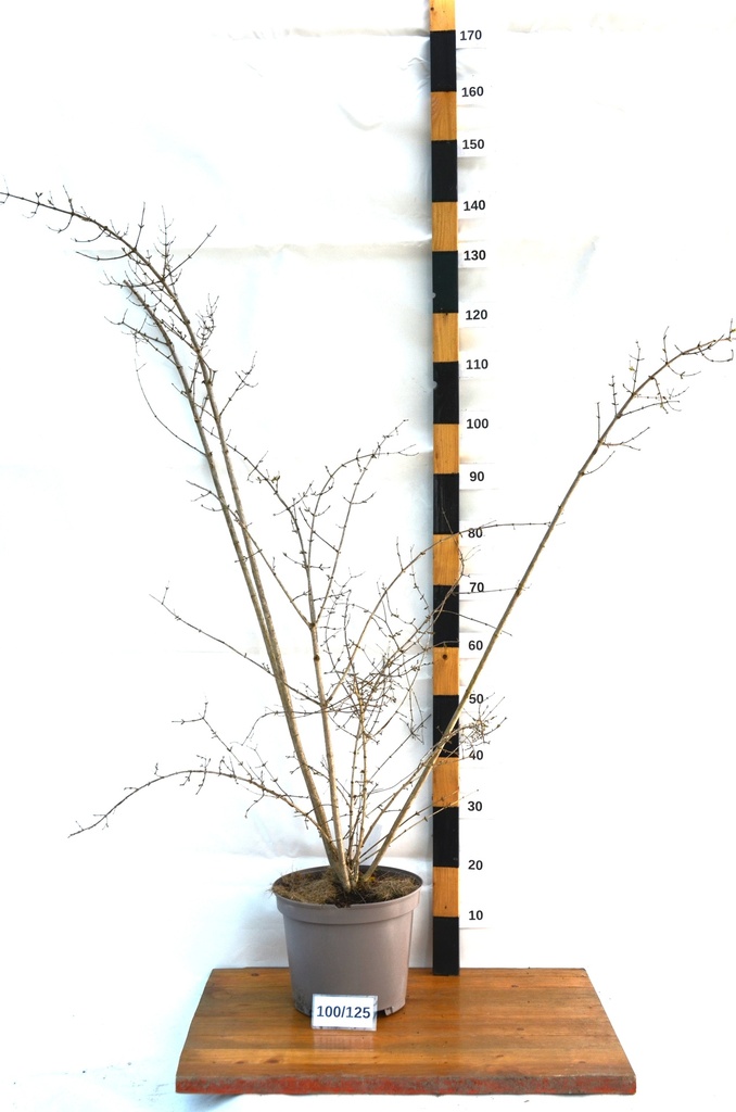 Kolkwitzia amabilis 'Pink Cloud' - La Pépinière d'Agnens