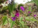 Lathyrus vernus - La Pépinière d'Agnens