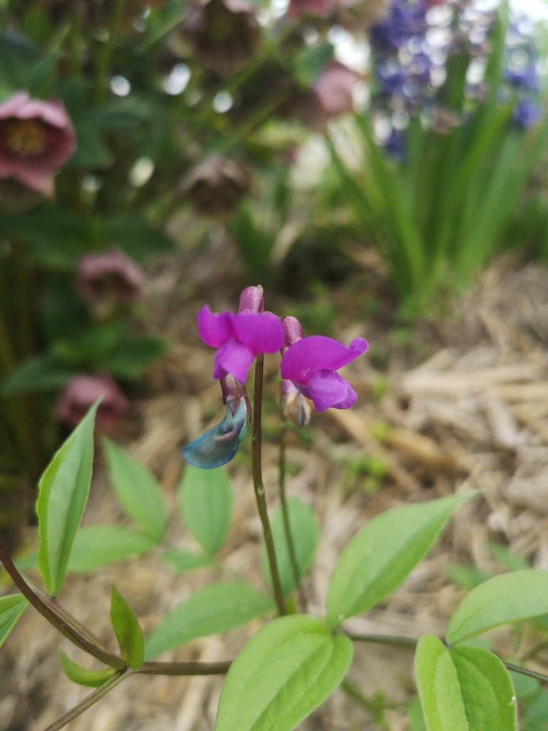 Lathyrus vernus - La Pépinière d'Agnens