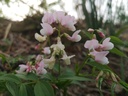 Lathyrus vernus 'Rosenelfe' - La Pépinière d'Agnens