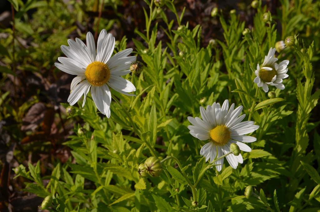 Leucanthemella serotina - La Pépinière d'Agnens
