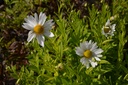 Leucanthemella serotina - La Pépinière d'Agnens