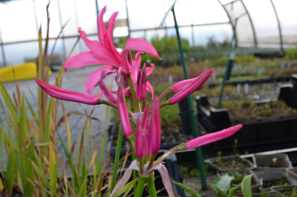 Nerine bowdenii - La Pépinière d'Agnens