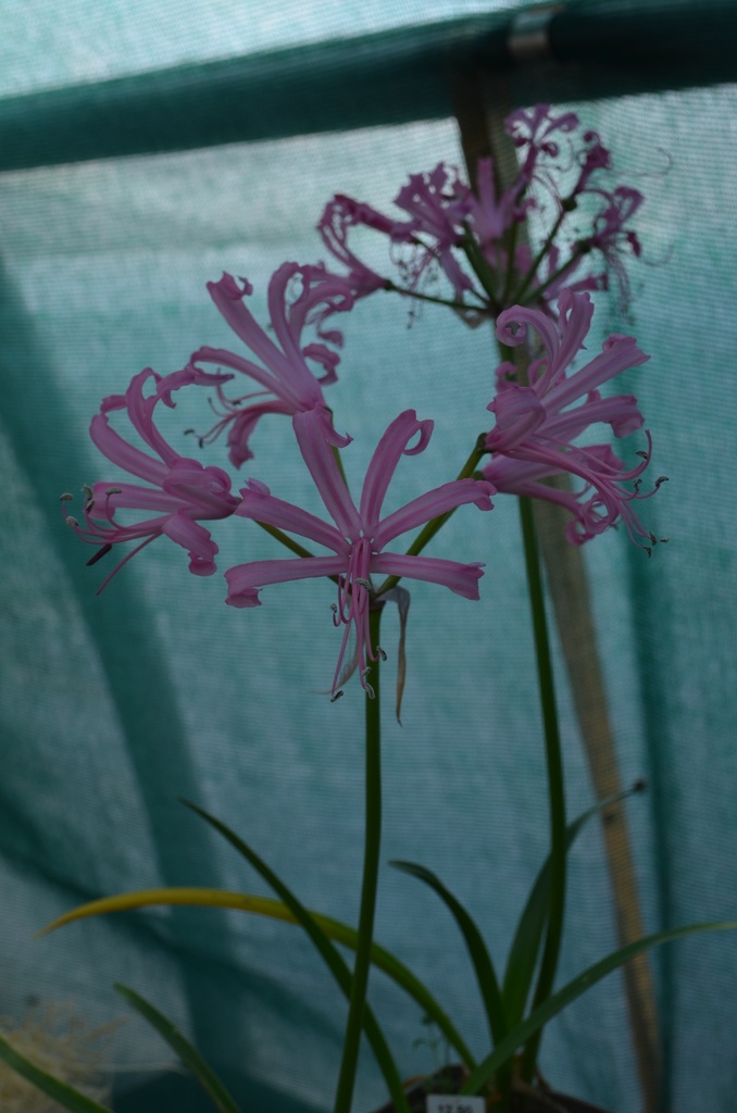 Nerine bowdenii - La Pépinière d'Agnens