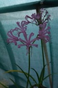 Nerine bowdenii - La Pépinière d'Agnens