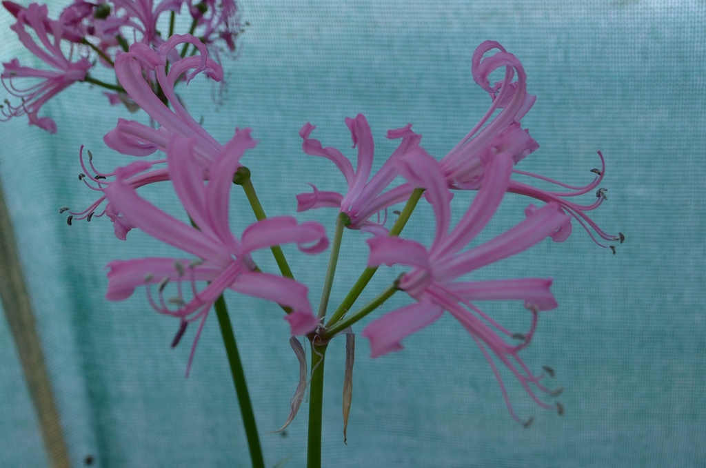 Nerine bowdenii - La Pépinière d'Agnens