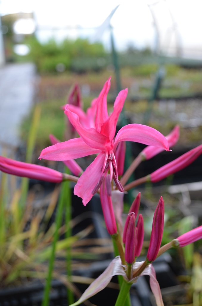Nerine bowdenii - La Pépinière d'Agnens