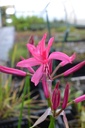Nerine bowdenii - La Pépinière d'Agnens