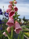 Digitalis mertonensis (x) - La Pépinière d'Agnens