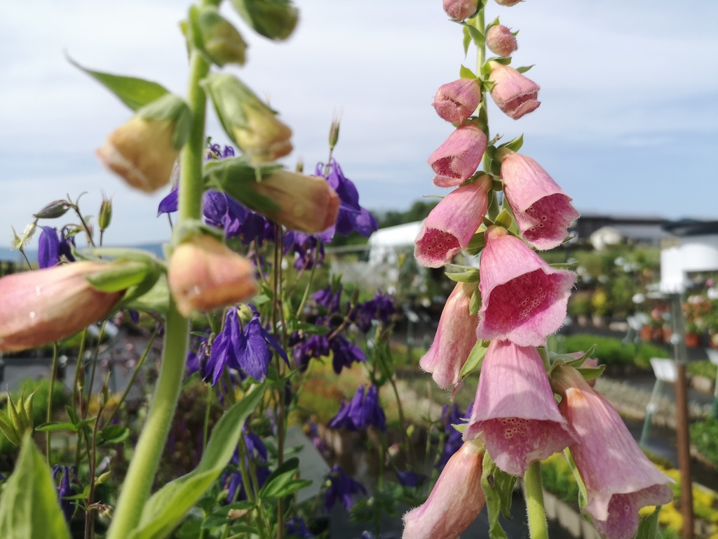 Digitalis mertonensis (x) - La Pépinière d'Agnens