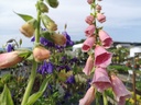 Digitalis mertonensis (x) - La Pépinière d'Agnens