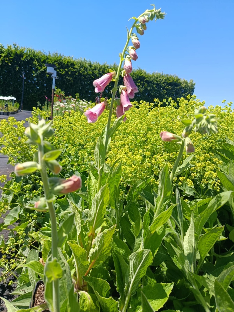 Digitalis mertonensis (x) - La Pépinière d'Agnens