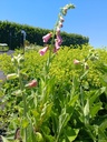 Digitalis mertonensis (x) - La Pépinière d'Agnens