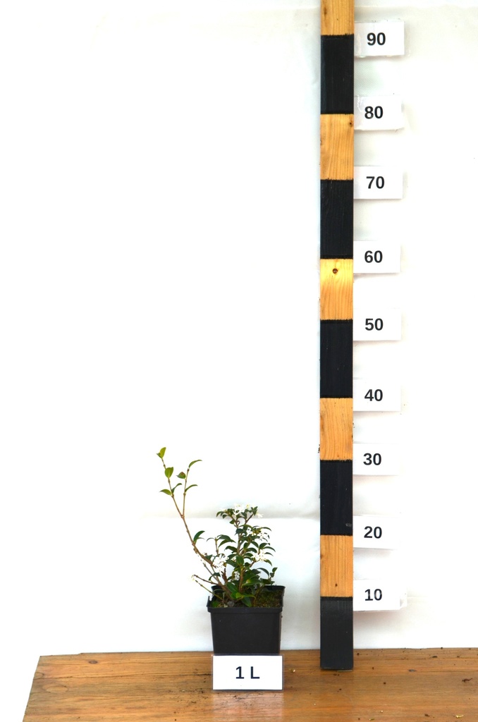 Osmanthus x burkwoodii - La Pépinière d'Agnens