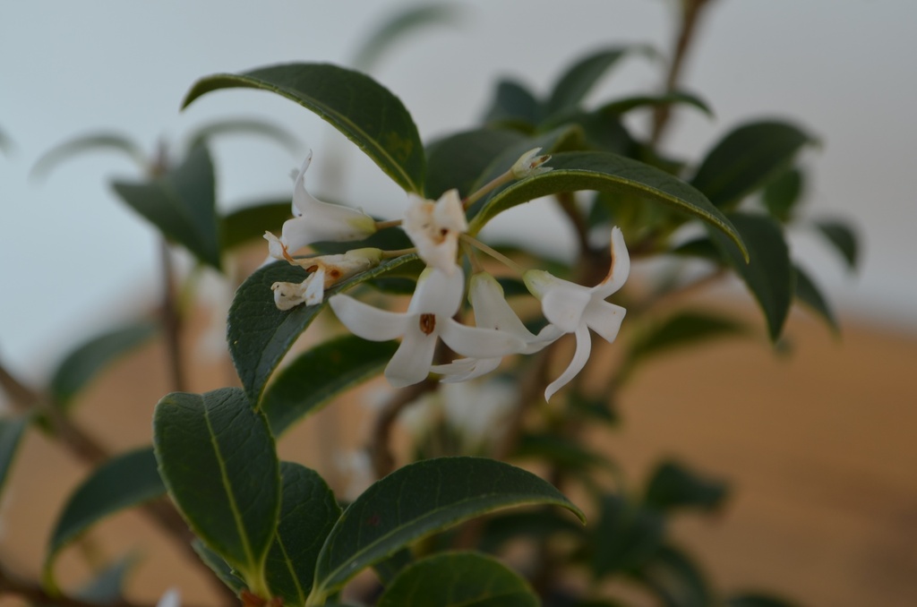 Osmanthus x burkwoodii - La Pépinière d'Agnens