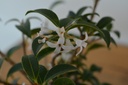 Osmanthus x burkwoodii - La Pépinière d'Agnens