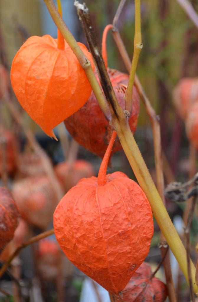Physalis alkekengi var. franchetii - La Pépinière d'Agnens