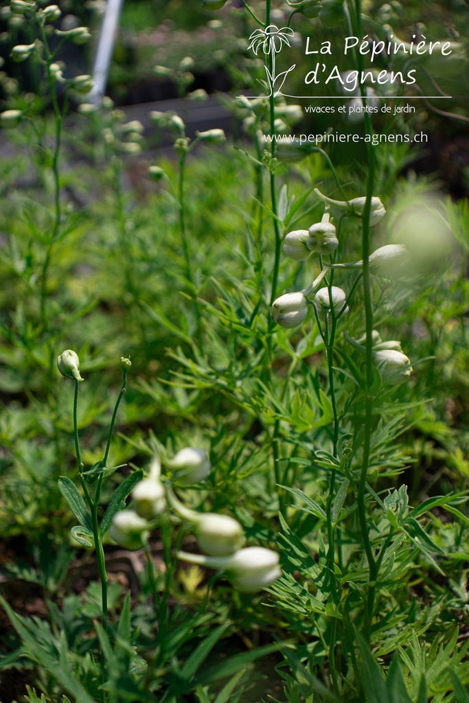 Delphinium belladonna 'Snow White'- La pépinière d'Agnens