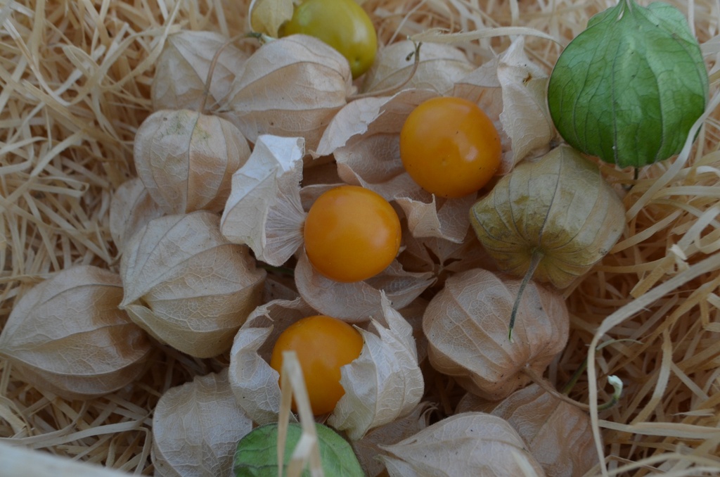 Physalis peruviana - La Pépinière d'Agnens