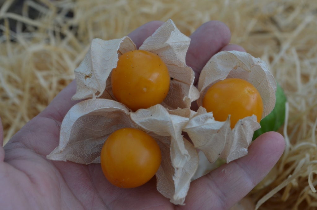 Physalis peruviana - La Pépinière d'Agnens