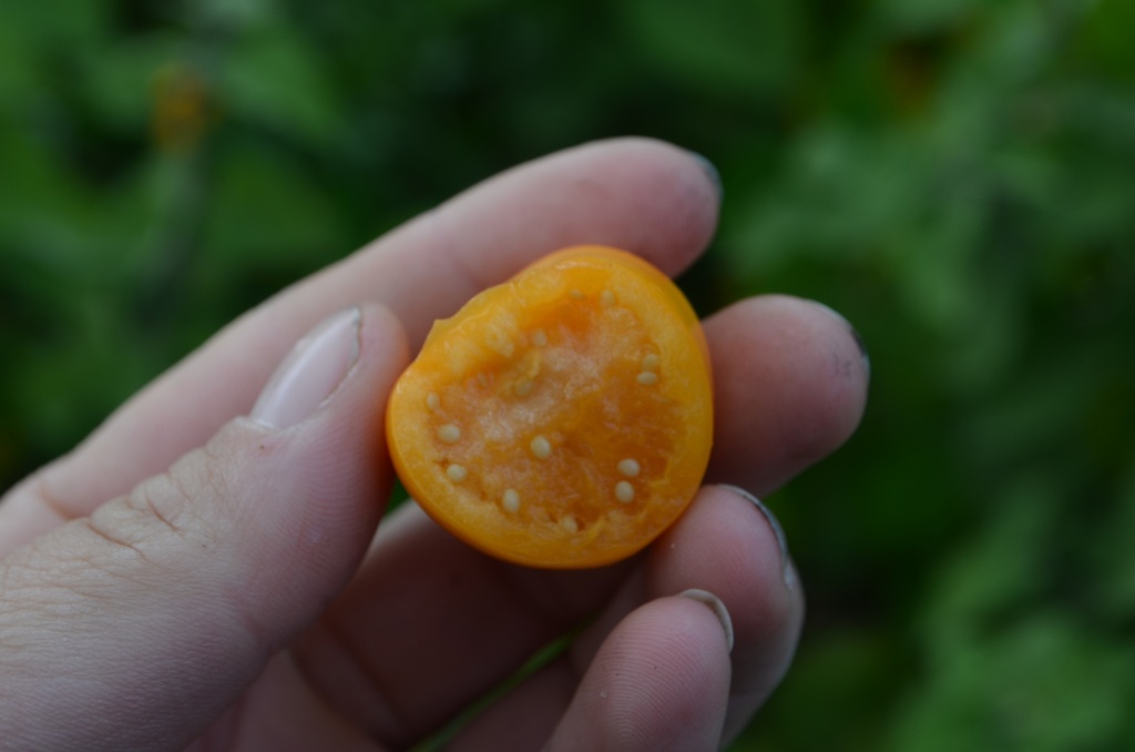 Physalis peruviana - La Pépinière d'Agnens