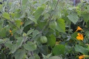 Physalis peruviana - La Pépinière d'Agnens
