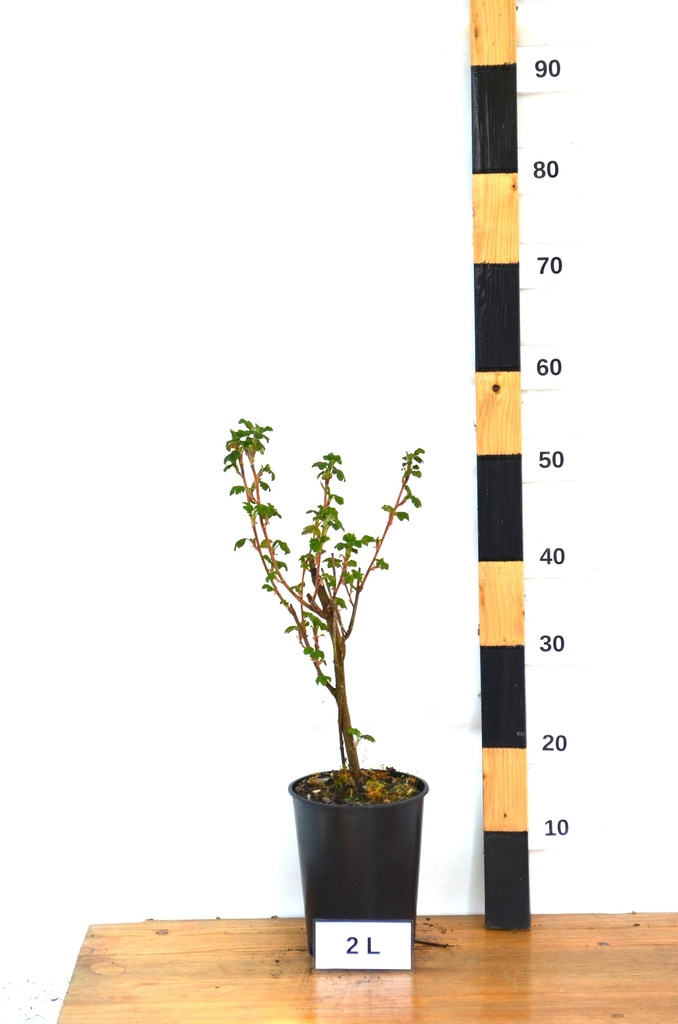 Ribes sanguineum 'King Edward VII' - La Pépinière d'Agnens