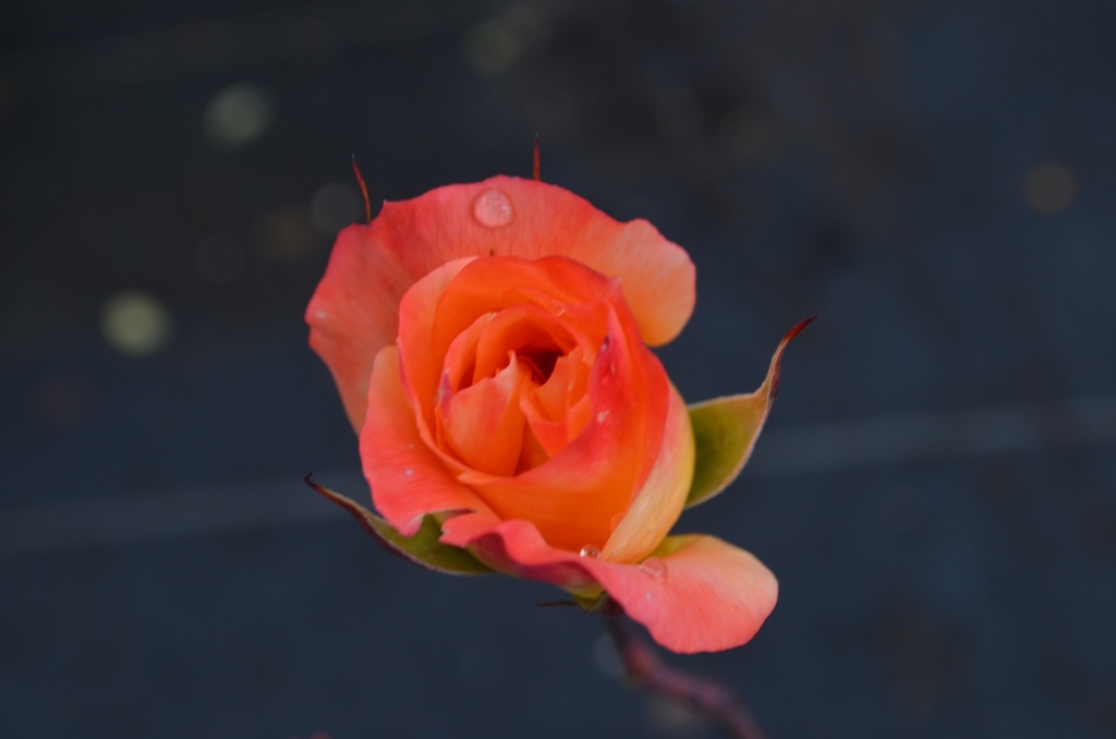 Rosa arbustif 'Belle Vaudoise' - La Pépinière d'Agnens