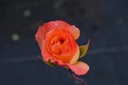 Rosa arbustif 'Belle Vaudoise' - La Pépinière d'Agnens